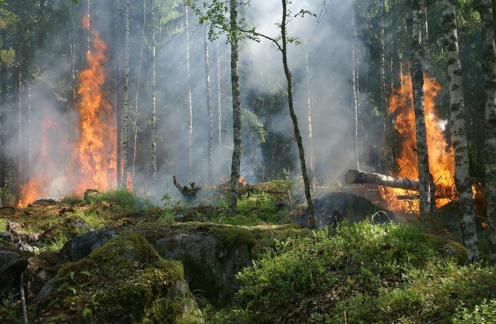 Cosa fare in caso di incendio boschivo?